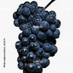 The Pinot nero Wine Grape in Italy
