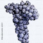 The Abrusco Wine Grape in Italy
