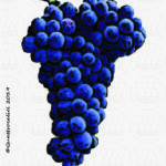 The Aglianico Wine Grape in Italy