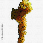 The Albana Wine Grape in Italy