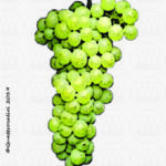 The Albarola Wine Grape in Italy