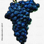 The Albarossa Wine Grape in Italy