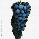 The Aleatico Wine Grape in Italy