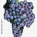 The Alicante Wine Grape in Italy