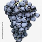 The Alicante Bouschet Wine Grape in Italy