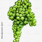 The Alionza Wine Grape in Italy