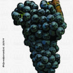 The Ancellotta Wine Grape in Italy