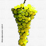 The Arneis Wine Grape in Italy