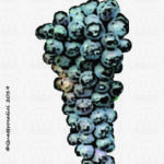 The Avanà Wine Grape in Italy