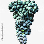 The Avarengo Wine Grape in Italy