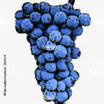 The Barbera Wine Grape in Italy