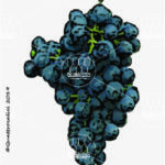 The Barsaglina Wine Grape in Italy