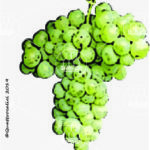 The Bervedino Wine Grape in Italy