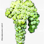 The Biancame Wine Grape in Italy