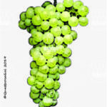 The Bianchetta Genovese Wine Grape in Italy