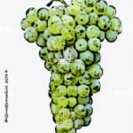 The Bianco d’Alessano Wine Grape in Italy