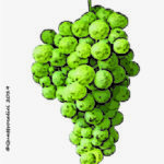 The Biancolella Wine Grape in Italy