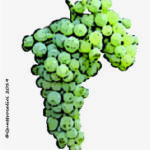 The Bombino bianco Wine Grape in Italy