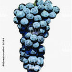 The Bombino nero Wine Grape in Italy