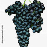 The Bonarda Wine Grape in Italy