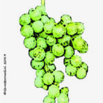 The Bosco Wine Grape in Italy