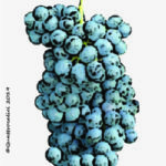 The Bovale Wine Grape in Italy