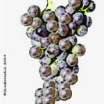 The Bovale grande Wine Grape in Italy