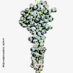 The Bracciola nera Wine Grape in Italy