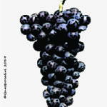 The Brachetto Wine Grape in Italy