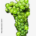 The Bronner Wine Grape in Italy