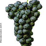 The Cabernet Franc Wine Grape in Italy