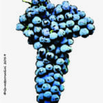 The Cabernet Sauvignon Wine Grape in Italy