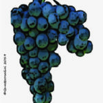 The Caddiu Wine Grape in Italy