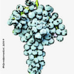 The Cagnulari Wine Grape in Italy