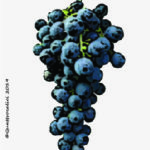 The Calabrese Wine Grape in Italy