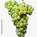 The Canaiolo bianco Wine Grape in Italy