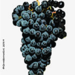 The Canaiolo nero Wine Grape in Italy