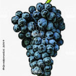 The Cannonau Wine Grape in Italy