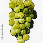 The Capolongo Wine Grape in Italy