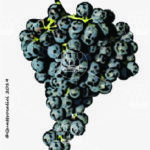 The Caricagiola Wine Grape in Italy