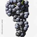 The Carignan Wine Grape in Italy