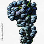 The Carignano Wine Grape in Italy