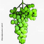 The Carricante Wine Grape in Italy