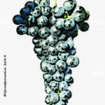 The Casetta Wine Grape in Italy