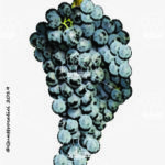 The Castiglione Wine Grape in Italy