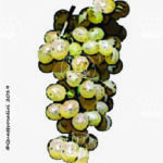 The Catalanesca Wine Grape in Italy