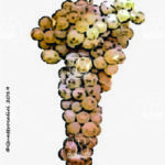 The Catarratto bianco comune Wine Grape in Italy