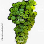 The Catarratto bianco lucido Wine Grape in Italy