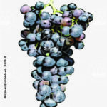 The Cavrara Wine Grape in Italy