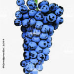 The Centesimino Wine Grape in Italy